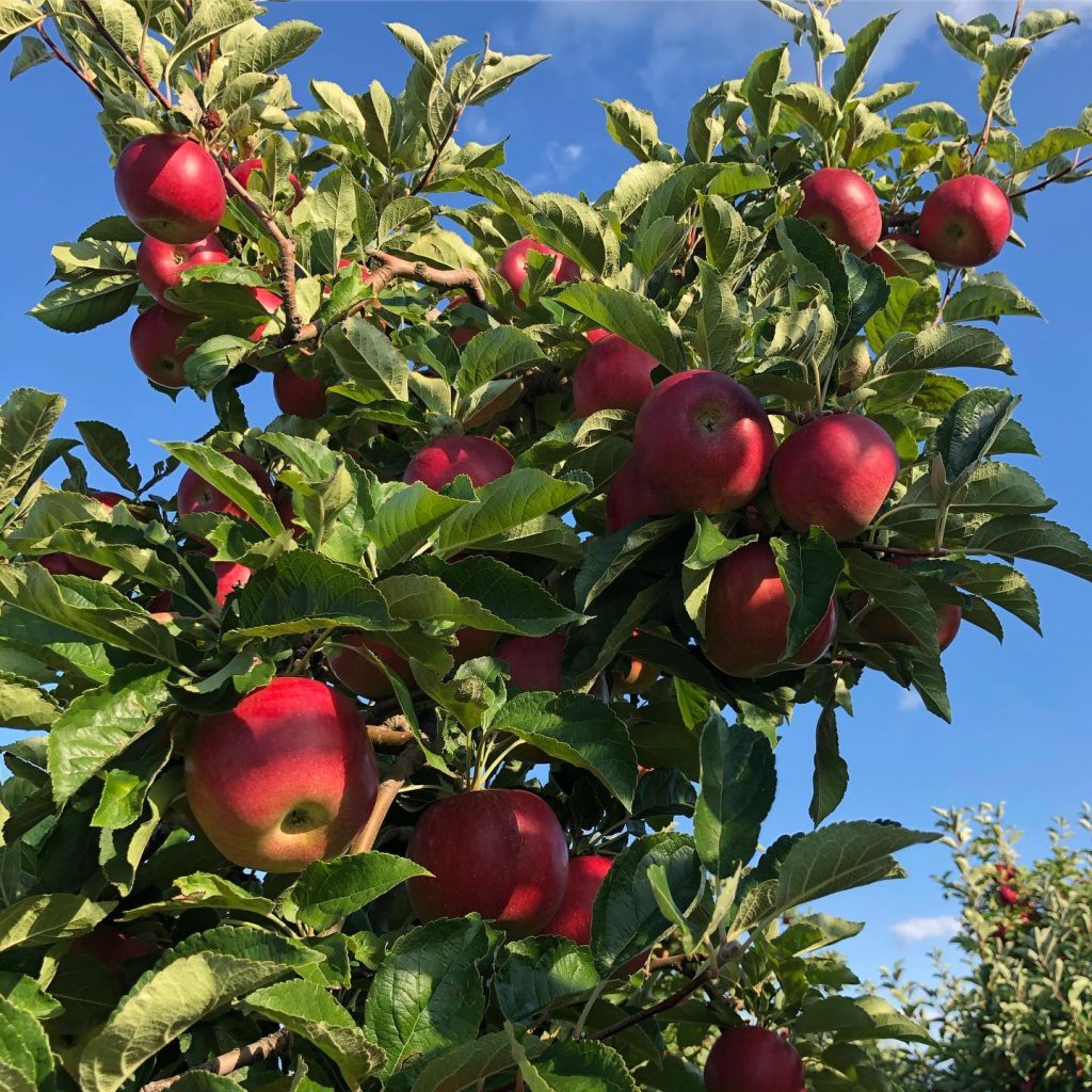 Се бараат работници за берба на јаболка