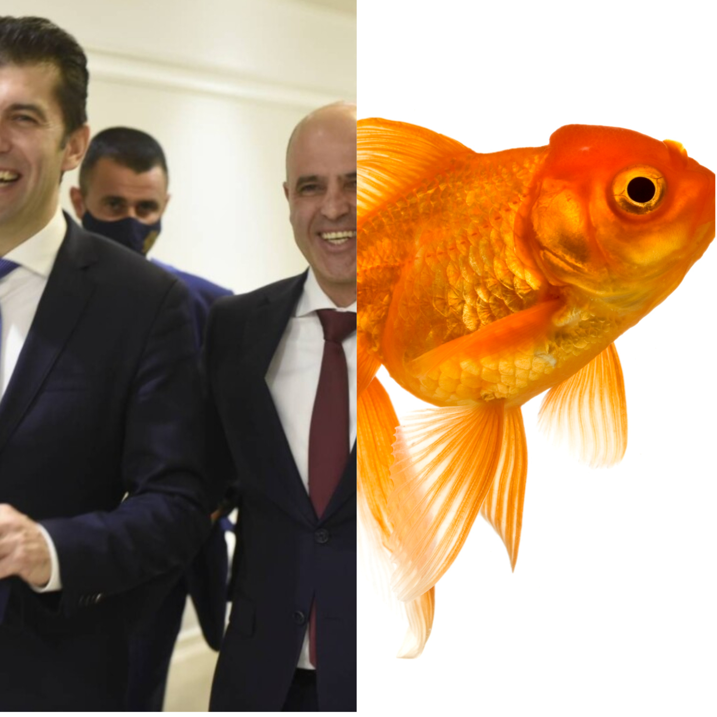 Ковачевски и Петков фатиле златна риба  рибата им рекла ако ме пуштите ќе ви исполнам по една желба