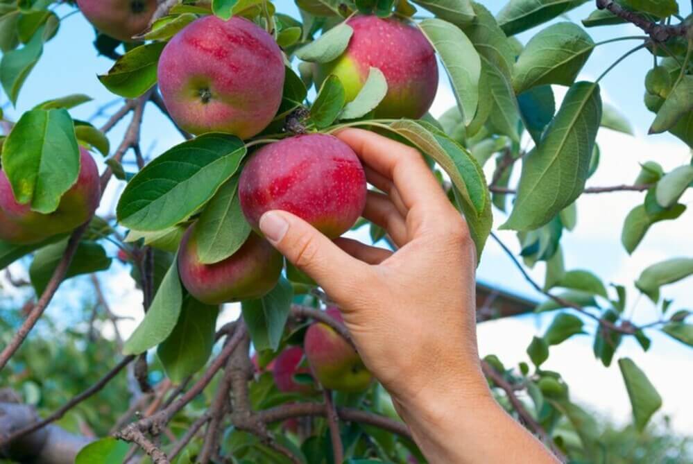 Се бараат работници за берба на Јаболка